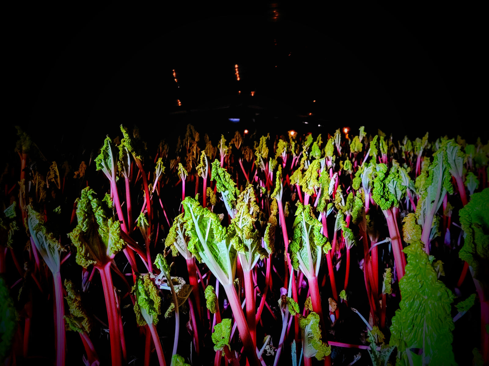 Whitby Gin - Making our Yorkshire Rhubarb Coastal Curiosity