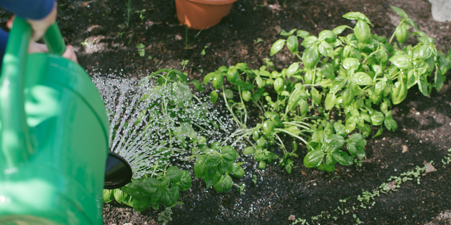 Garnish from the Garden
