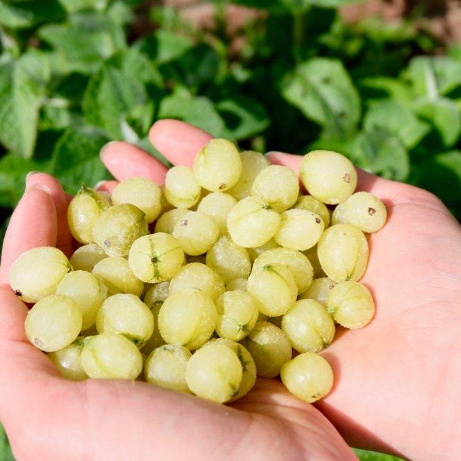 Whitby Gin - Wild Old Tom Edition